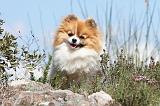 SPITZ ALLEMAND 283